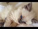 Available Ragdoll Kittens For Sale & Cats For Adoption
