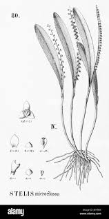 Image result for Microglossa densiflora
