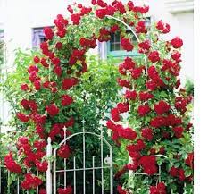 Check spelling or type a new query. Royal Paradise Garden Red Climbing Rose Tree Plant Seeds 15 Seeds Amazon In Garden Outdoors