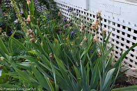 Reblooming irises are found in both beardless irises (siberian irises, japanese irises, louisaina irises or aril irises) and bearded irises there are different types of reblooming irises. Iris Care After Blooming Flower Patch Farmhouse