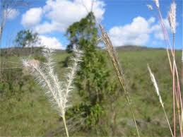 Image result for Andropogon canaliculatus