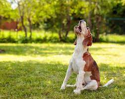 Why Do Dogs Howl And How Can I Stop It