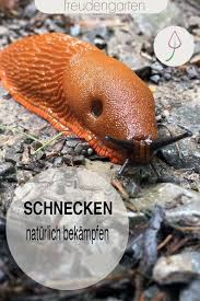 Schnecken Naturlich Bekampfen In 2020 Schnecken Im Garten Schadlinge Im Garten Gartentipps