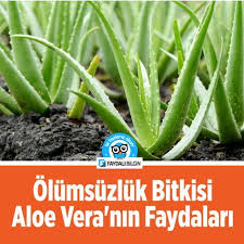 Olumsuzluk Bitkisi Aloe Vera Nin Faydalari Faydali Bilgin Aloe Sifali Otlar Bitki