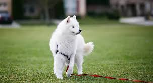 Find samoyed puppies and breeders in your area and helpful samoyed information. Learn San Francisco Samoyed Rescue