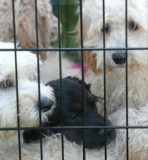 Columbus, lancaster, amanda, and any cities in ohio. Looking For A Dog Here Are Tips For Avoiding A Lancaster County Puppy Mill Local News Lancasteronline Com