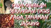 Baja ini dikategorikan sebagai baja organik. Tips Cara Menabur Baja Tahi Ayam Asli Baja Organik Youtube