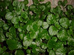 Image result for Plectranthus verticillatus