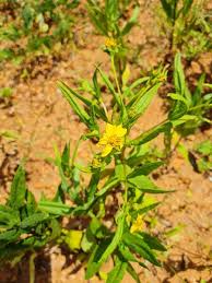 Image result for Guizotia