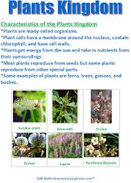 Plants Kingdom Chart Www Loving2learn Com Plants Science
