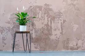 Here are 2 of mine. North Facing Window Home Plants And Care Guide
