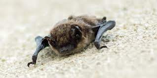 We did not find results for: How To Tell If You Have Bats Nesting In Your Home