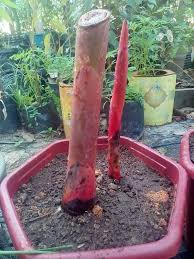 Bagi pesakit gout, air rebusan 3 batang kuntum bersama 4.5 liter air perlu dimasak dan kemudian diminum selama 3 hari berturut turut. Facebook