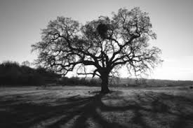 Free Black And White Tree Images Pictures And Royalty Free Stock Photos Freeimages Com Stunning black and white landscape image of sycamore gap at hadrian's wall in northumberland at sunset with fantastic late spring light stunning. free black and white tree images