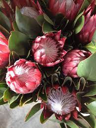 Protea Madlba Sold In Bunches Of 10 Stems From The Flowermonger The Wholesale Floral Home Delivery Service Protea Flower Beautiful Flowers Flower Painting