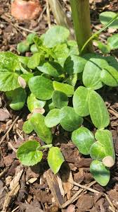 Image result for Eureiandra sp. A