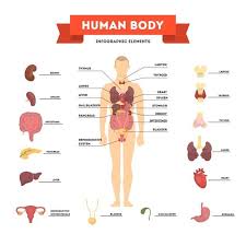 The middle layer consists of the choroid, ciliary body, and iris. Human Anatomy Concept Male Body With Set Of Internal Organ Human Body Systems Body Systems Human Body Structure