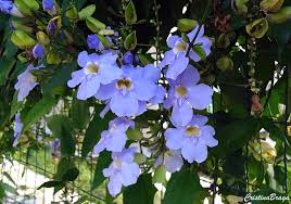 Image result for Thunbergia graminifolia