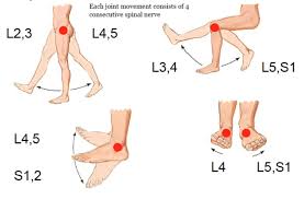Myotome And Dermatome Diagram And Myotomes Upper Limb Mss