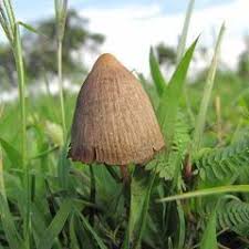 Also called psychotomimetic (i.e., mimicking psychosispsychosis , in psychiatry, a the group includes mescaline, or peyotepeyote , spineless cactus (lophophora williamsii), ingested by indigenous. Hallucinogen Dea