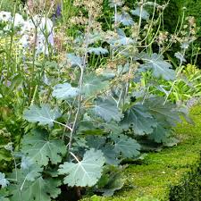 Image result for Macleaya