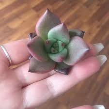 Rugido sangriento) es una saga de videojuegos de peleas uno contra uno en donde lo particular es que el luchador tiene la. Echeveria Agavoides Romeo Echeveria Agavoides Romeo Uploaded By Succulentwiki