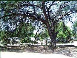 Maybe you would like to learn more about one of these? San Marcos Springs Rv Park 1334 N Interstate 35 San Marcos Tx Rv Dealers Mapquest