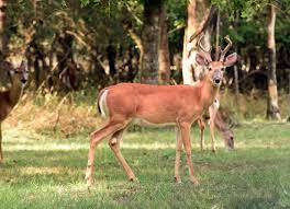 New Case Of Chronic Wasting Disease Diagnosed In Arkansas Deer