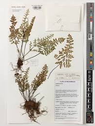 Image result for Cheilanthes viridis