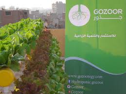 الزراعة المائية شركة جـــذور للإستثمار والتنمية الزراعية