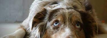 Glass eyes are not an attraction that will help you win a show, work better, run farther, hunt longer, or have a stronger influence in the complete makeup of the dog. Pet S Eye Color Changing You May Be Right
