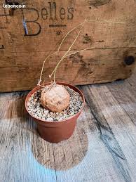 Image result for Momordica boivinii