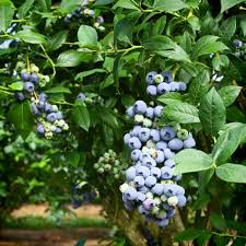 Summer pruning of rabbiteye blueberries. Blueberries