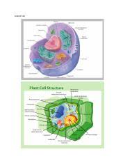 Check spelling or type a new query. Animal Cell Vs Plant Cell Animal Cell Vs Plant Cell Diffen Science Biology Microbiology Plant And Animal Cells Have Several Differences And Course Hero