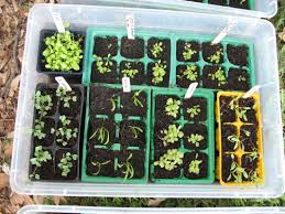 Image result for tiny seedlings scattered
