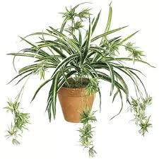 Maybe you would like to learn more about one of these? What Are Some Examples Of Flowering Plants That Do Not Reproduce From Seeds Quora