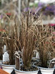 Flowerwood dwarf mondo grass 3 1/4 in. Ornamental Grass 5 Pot Fresh Fancy Farms