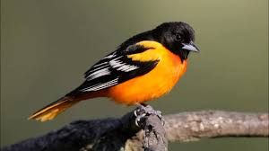 Sound Of Birds Chirping In The Morning Mp3 Free Download Baltimore Oriole Sounds Calls And Song Youtube