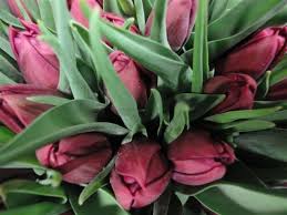 Tulip World Bowl Tulips Plants Farm