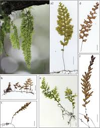 Image result for Hymenophyllaceae