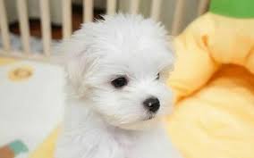 Maltese puppies for sale near me. Welcome To World Teacup Maltese Puppies For Sale Near Me Elink