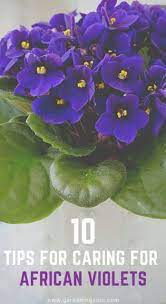 African Violets Are One Of The Most Beautiful Plants Africanviolets African Violets Plants Violet Plant African Violets