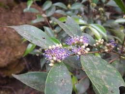 Image result for Memecylon torrei