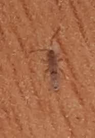 Petits Insectes Qui Sautent