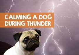 How to calm a dog during a storm. How Do I Comfort My Dog During A Thunderstorm 9 Ways