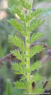 L Achillee Millefeuille Achillea Millefolium Achillee Asteracees Plante Medicinale