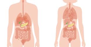 Each are symmetrically paired on a right and left side. What Are The Symptoms Of Your Pancreas Not Working Properly