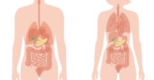 The ribs are a veritable collection of bone, muscle, and organs, most of which are fairly important for living and other useful functions. What Are The Symptoms Of Your Pancreas Not Working Properly
