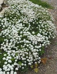 Plant Candytuft Little Gem Iberis Sempervirens Little Gem Zone 5 9 Flowers White Blooms 2 4 Weeks Startin Part Shade Flowers Rock Garden Plants Plants