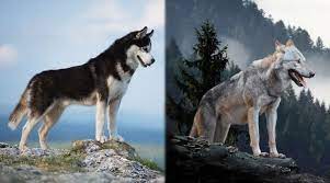 Siberian Husky Vs Wolf Are They Related Differences Similarities